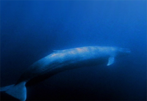 beluga whale skeleton. Blue Whale skeleton
