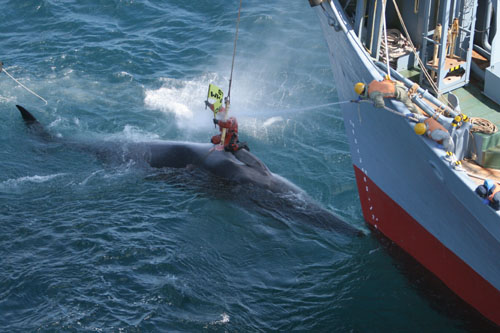 Japanese Whale Boat Sinks Ship At Myninjaplease